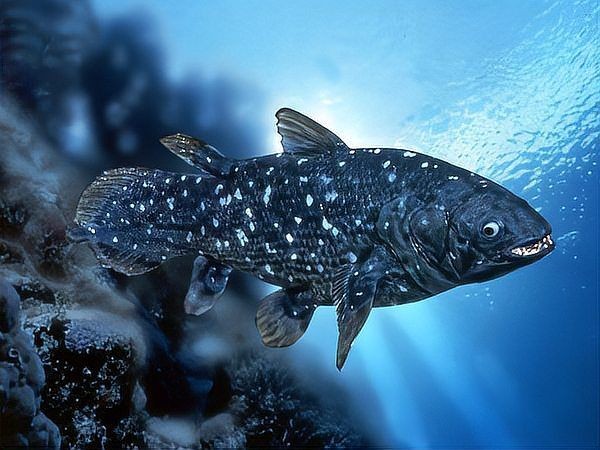 古代魚有哪些種類