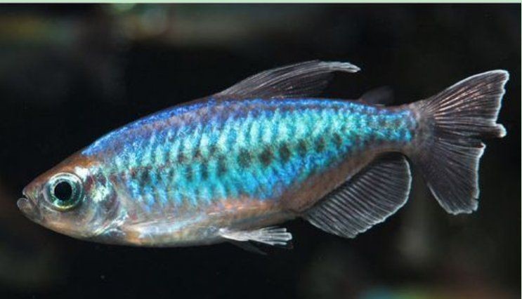 剛果美人魚(yú)最忌三種魚(yú)