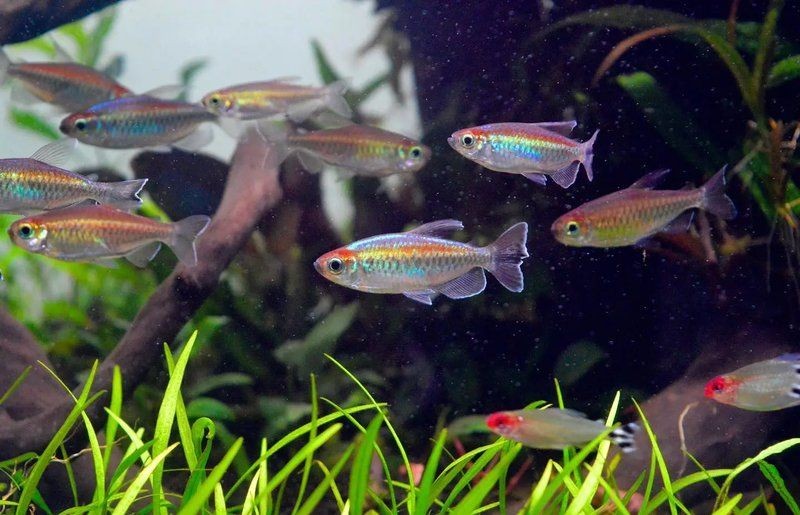 剛果美人魚(yú)最忌三種魚(yú)