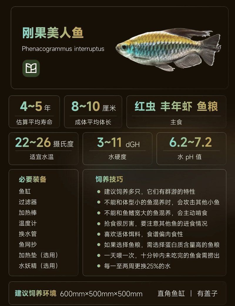 剛果美人魚(yú)最忌三種魚(yú)