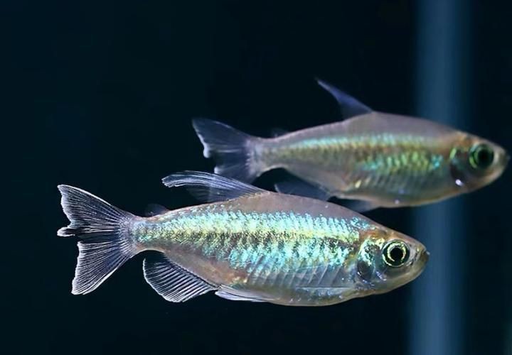 剛果美人魚(yú)最忌三種魚(yú)