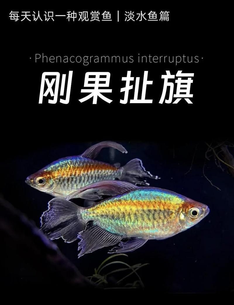 剛果美人魚(yú)最忌三種魚(yú)