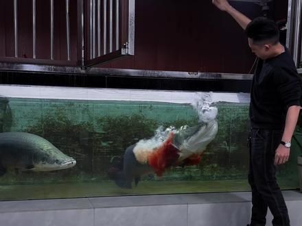 巨骨舌魚噴的血霧是什么