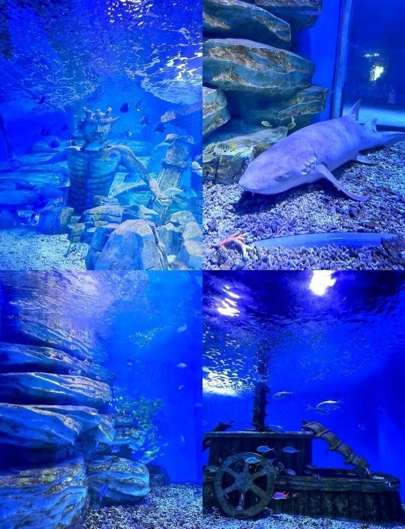 保定水族店