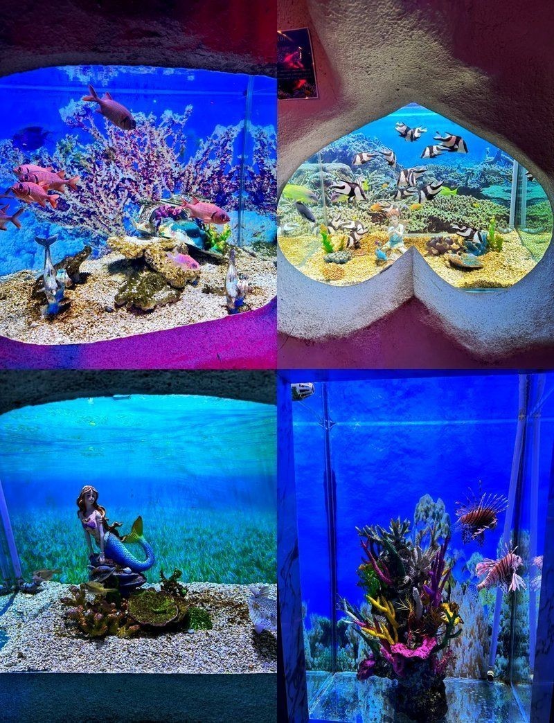 保定水族店