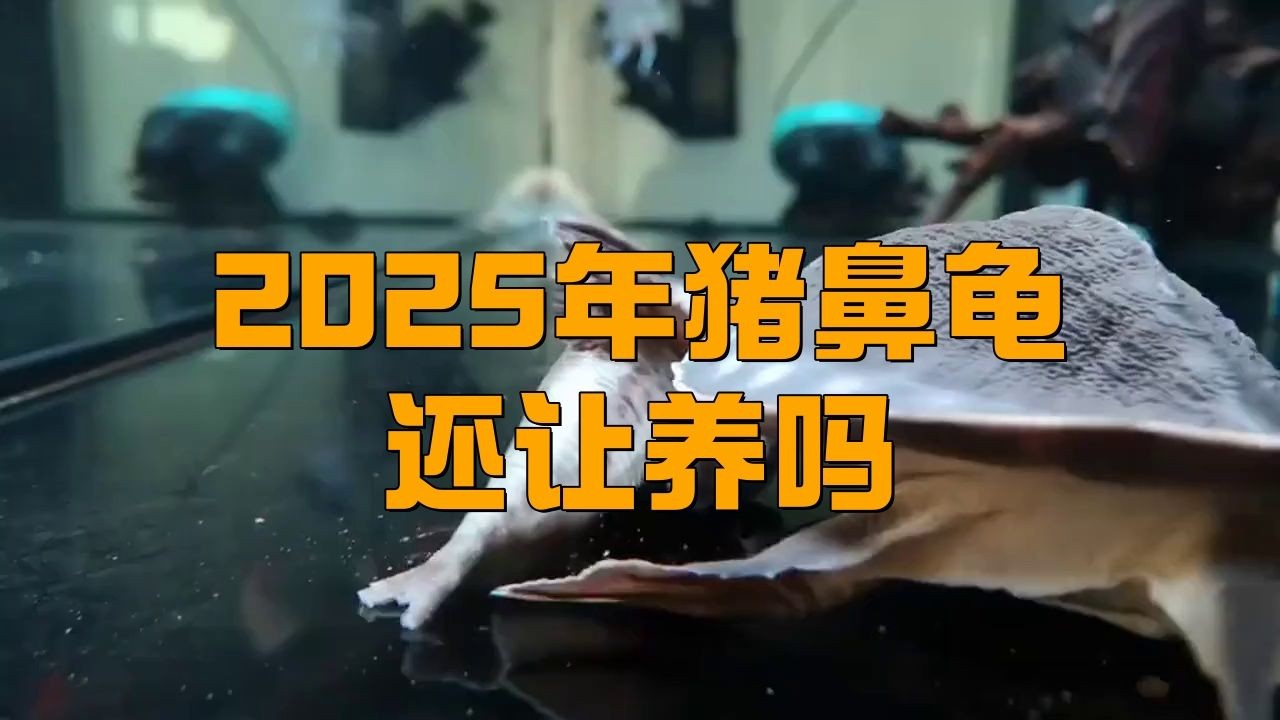個人合法養龜要辦什么證