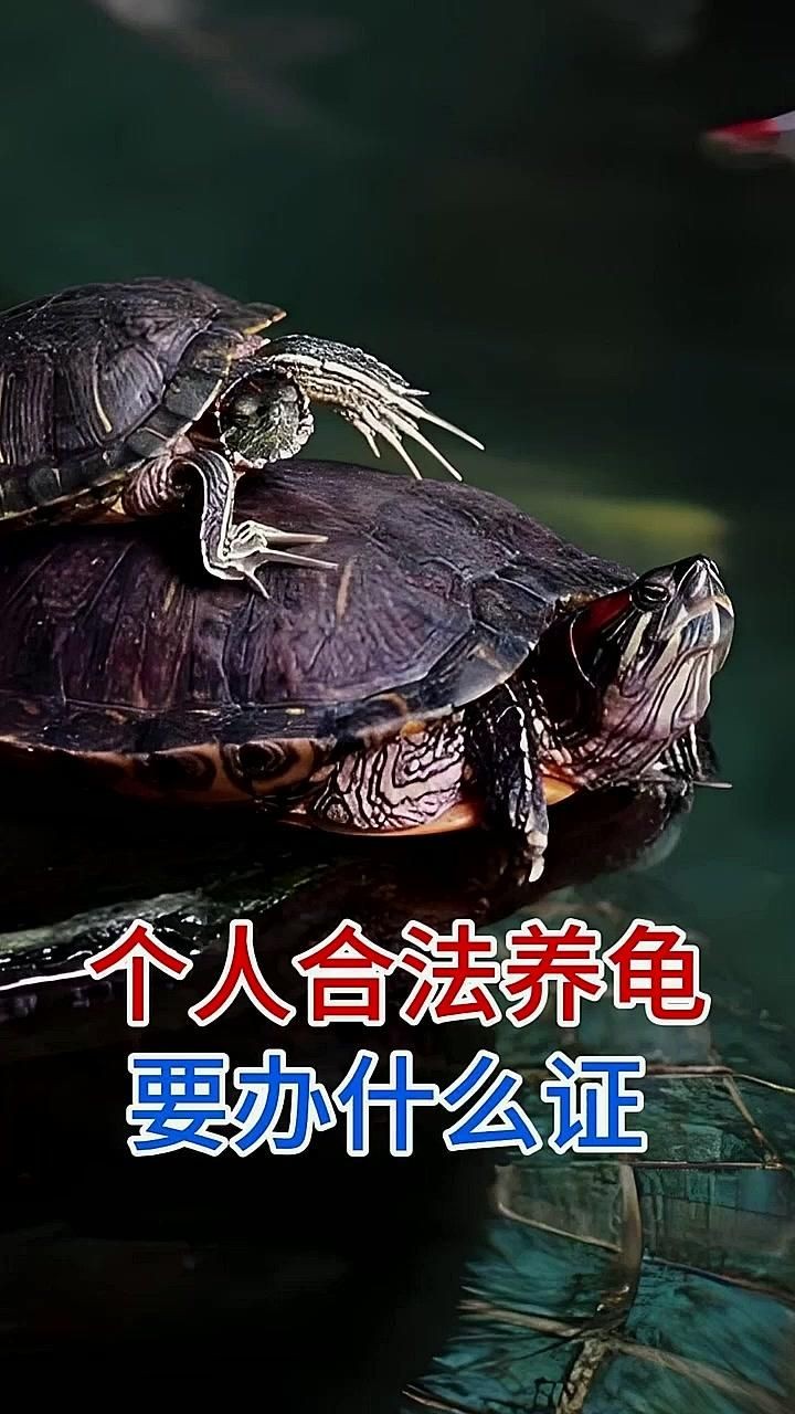 個人合法養龜要辦什么證
