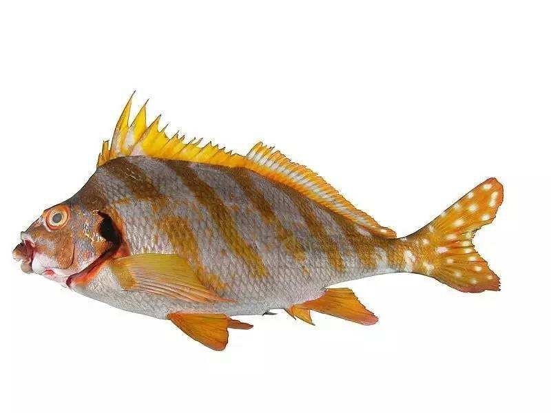 和三刀魚很像的魚