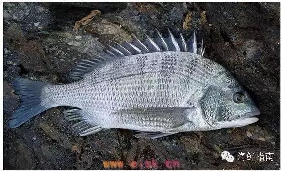 和三刀魚很像的魚