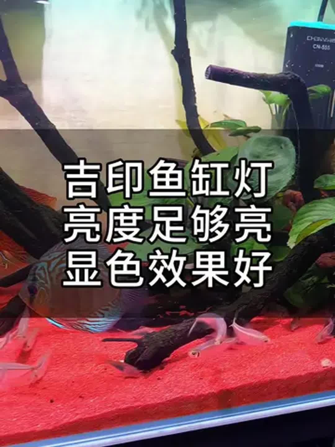 吉印魚(yú)缸燈哪種最清澈好