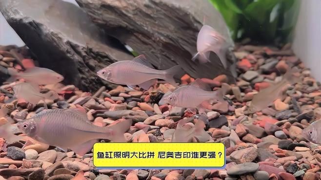 吉印魚(yú)缸燈哪種最清澈好