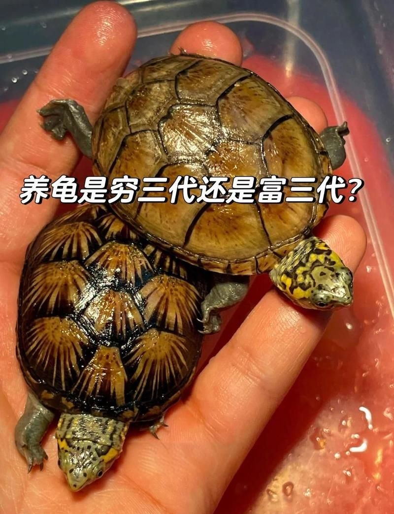 養龜窮三代什么意思