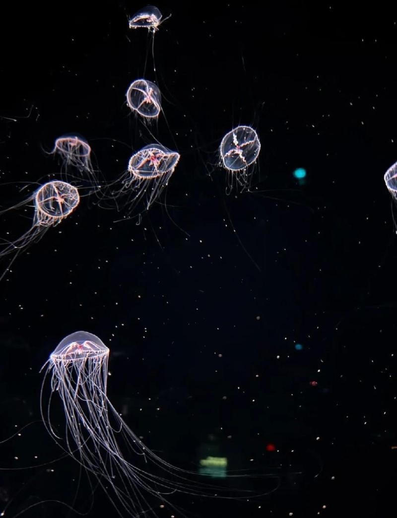 吉印水族最出名的地方是哪