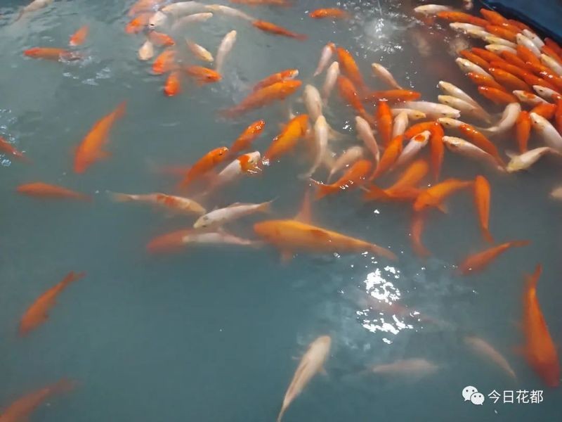 廣州觀賞魚金龍魚繁殖