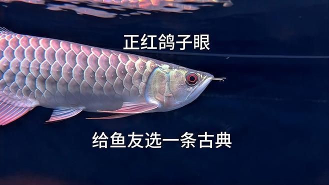 古典過背金龍和普通金龍區別