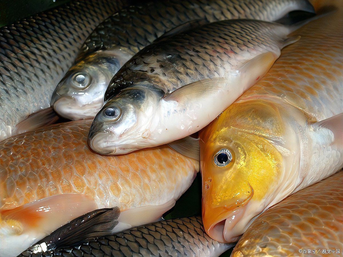廣東魚類常見淡水魚