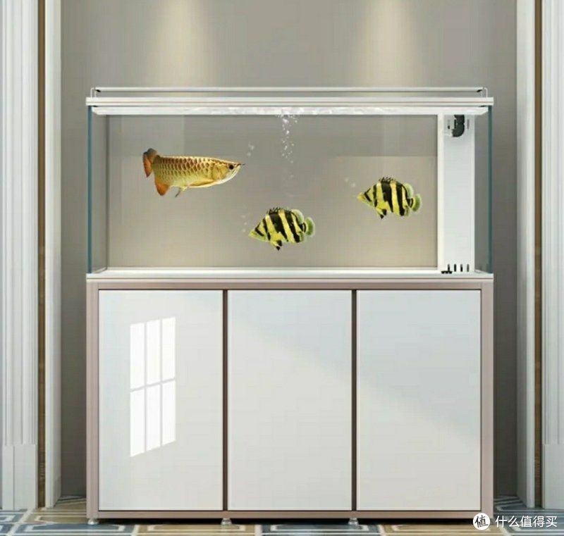 中大型金龍魚缸