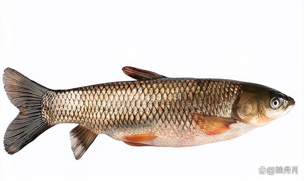 廣東魚類常見淡水魚