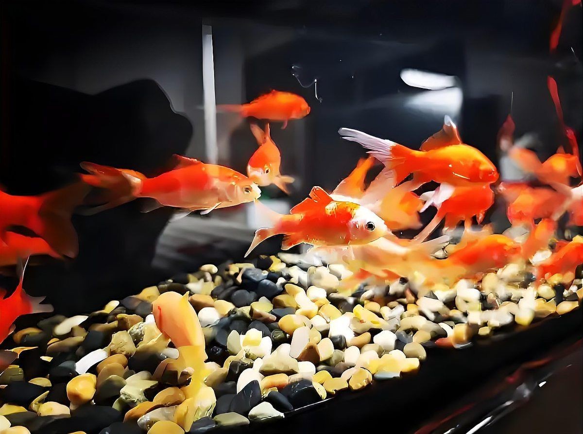 一個魚缸里能混養(yǎng)幾種魚