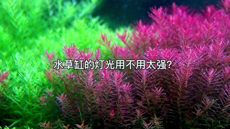 吉印水草燈爆藻燈