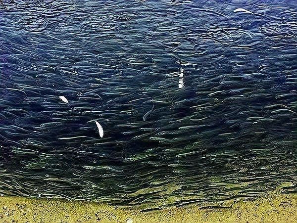 和刀魚相似的魚