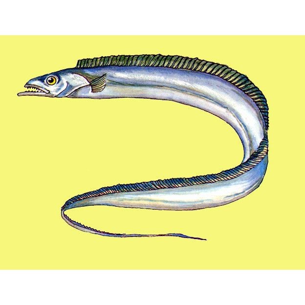 和刀魚相似的魚