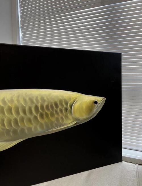 招財龍魚圖片尺寸