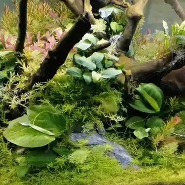 吉印水草燈最忌諱的三個(gè)地方 龍魚論壇 第6張 吉印水草燈最忌諱的三個(gè)地方 吉印水草燈最忌諱的三個(gè)地方 龍魚論壇 第6張