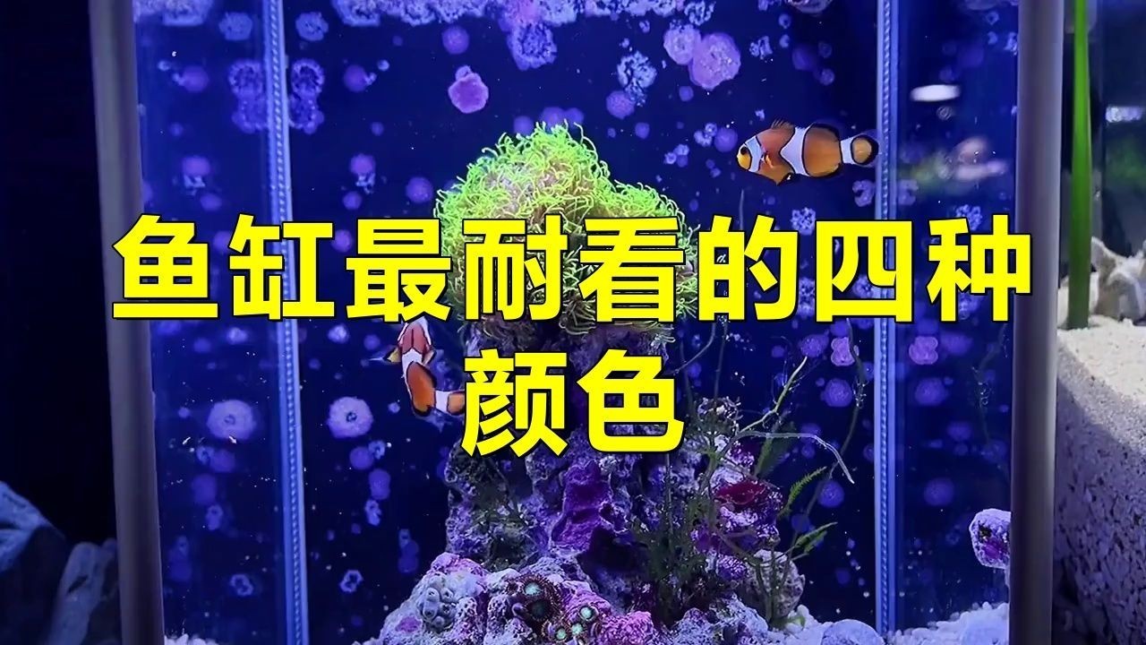 久鼎魚缸最建議買的三個顏色