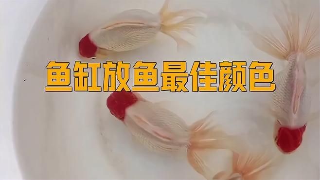 久鼎魚缸最建議買的三個顏色