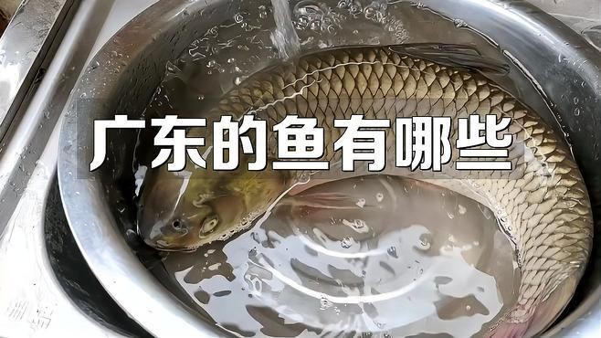 廣東最出名十大魚 廣東最出名十大魚 龍魚論壇 第7張