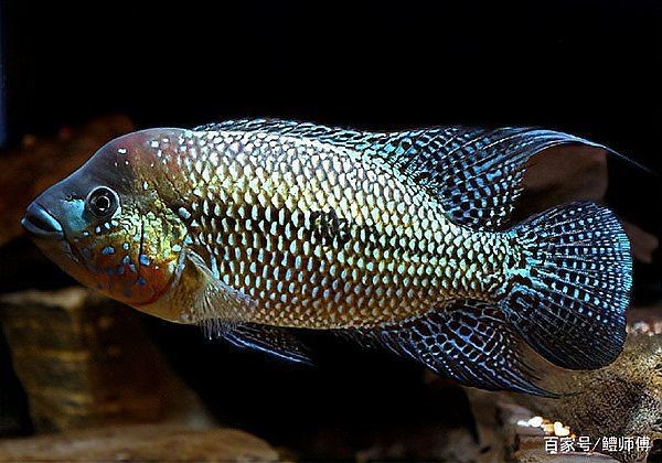 哥倫比亞巨暴魚怎么養