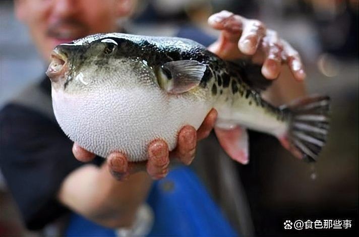 河豚魚正確吃法 河豚魚正確吃法 龍魚論壇 第13張