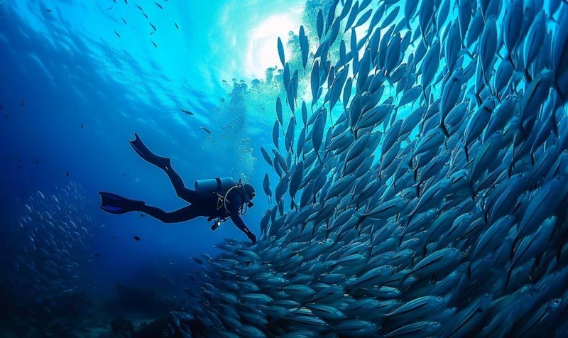 各種海魚的圖片及名稱 圖解