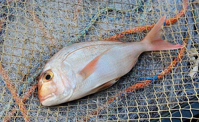 各種海魚的圖片及名稱 圖解