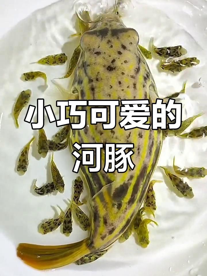 河豚和斑馬狗頭是不是一個東西