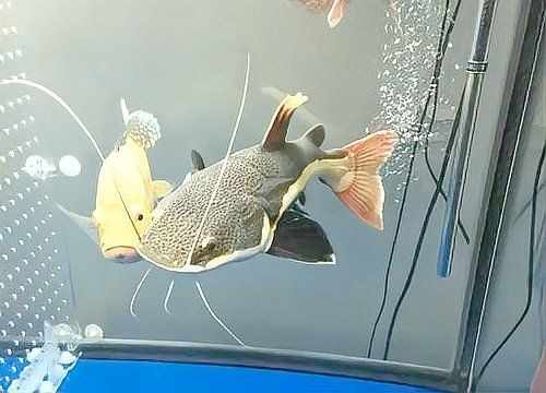 巨型招財貓魚