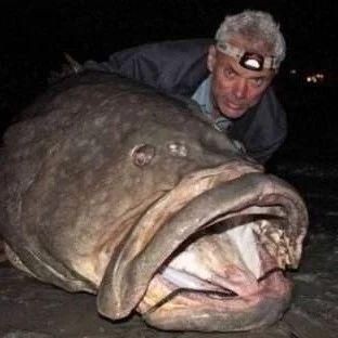 巨骨舌魚能吃貓嘛