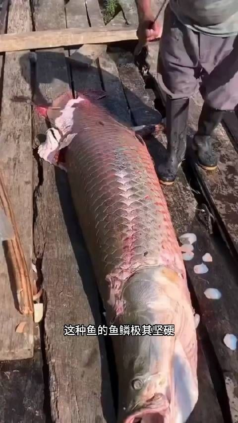 巨骨舌魚能吃貓嘛
