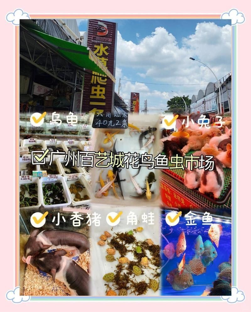 廣州最出名三個寵物市場