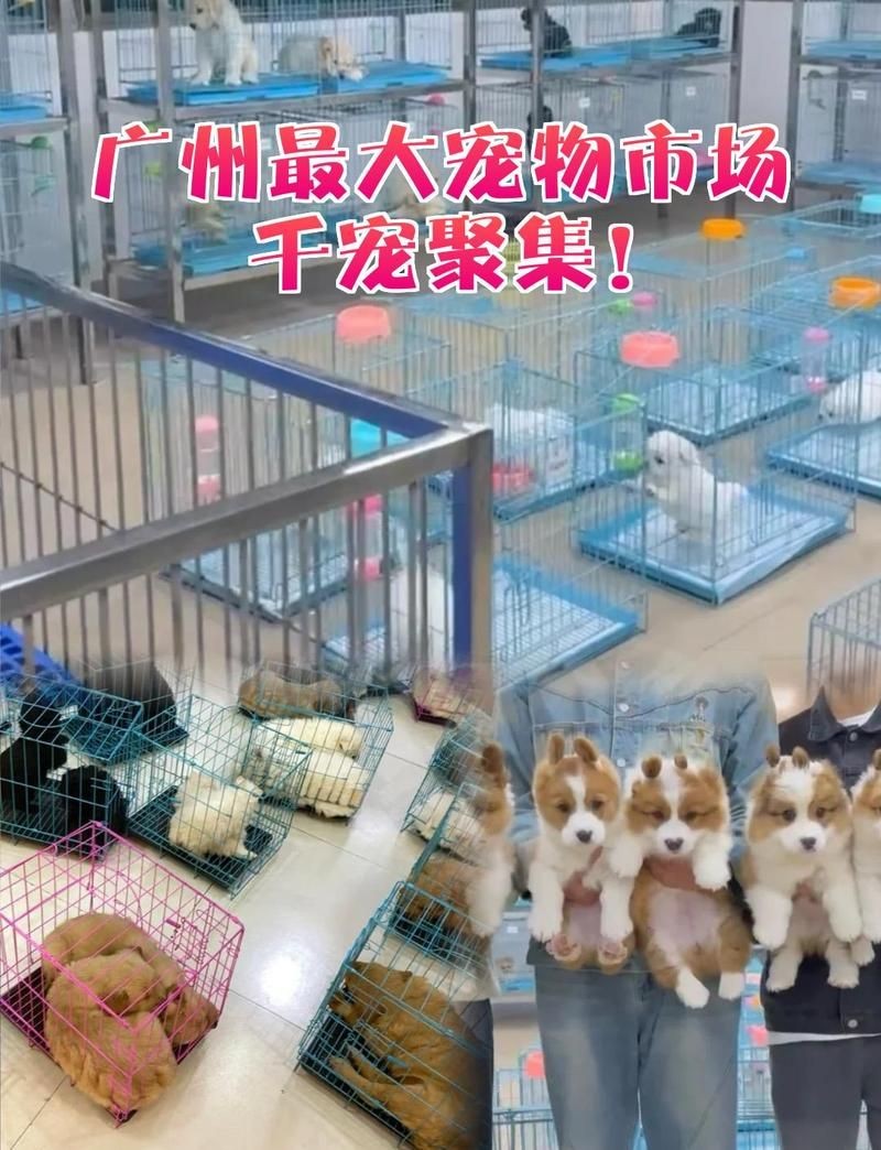 廣州最出名三個寵物市場