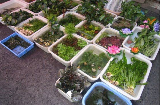 廣州最出名三個寵物市場