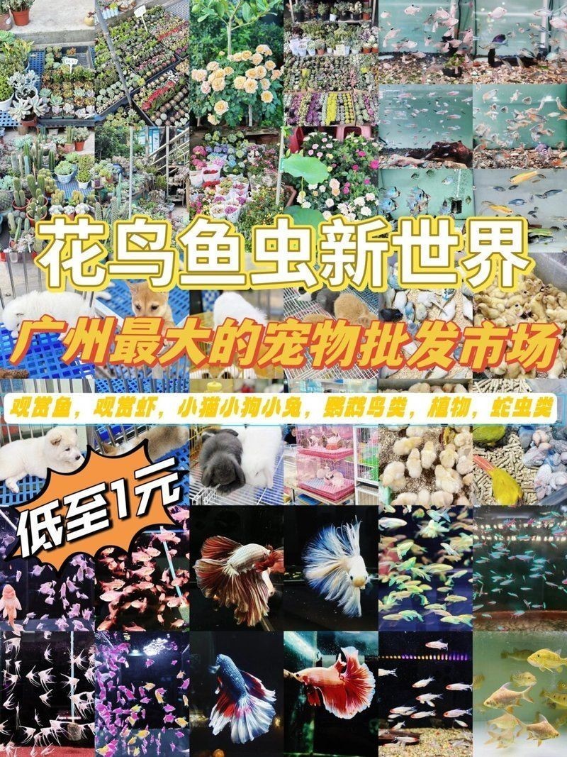 廣州最出名三個寵物市場