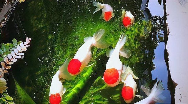 十大招財風水魚排名