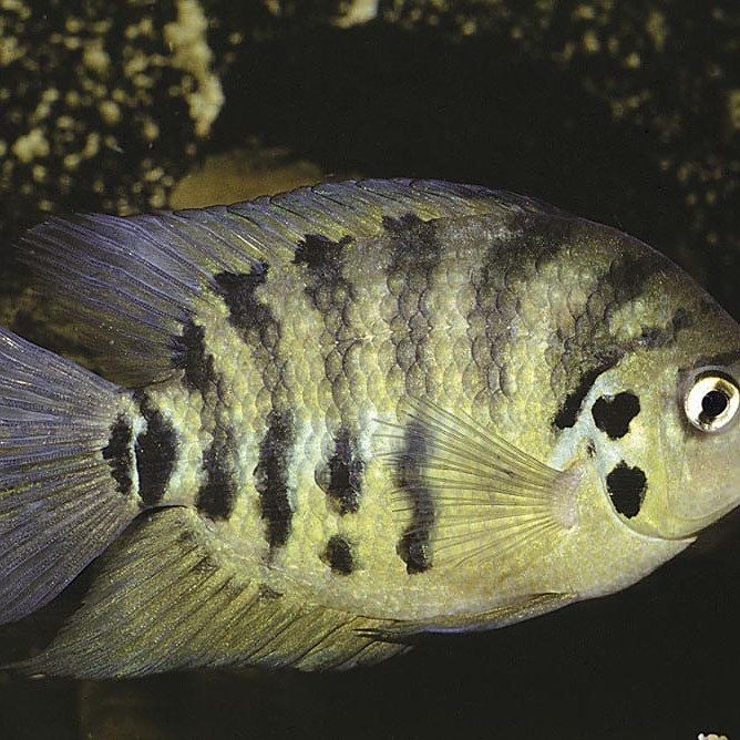 九間始麗魚