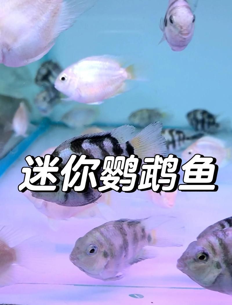 九間始麗魚