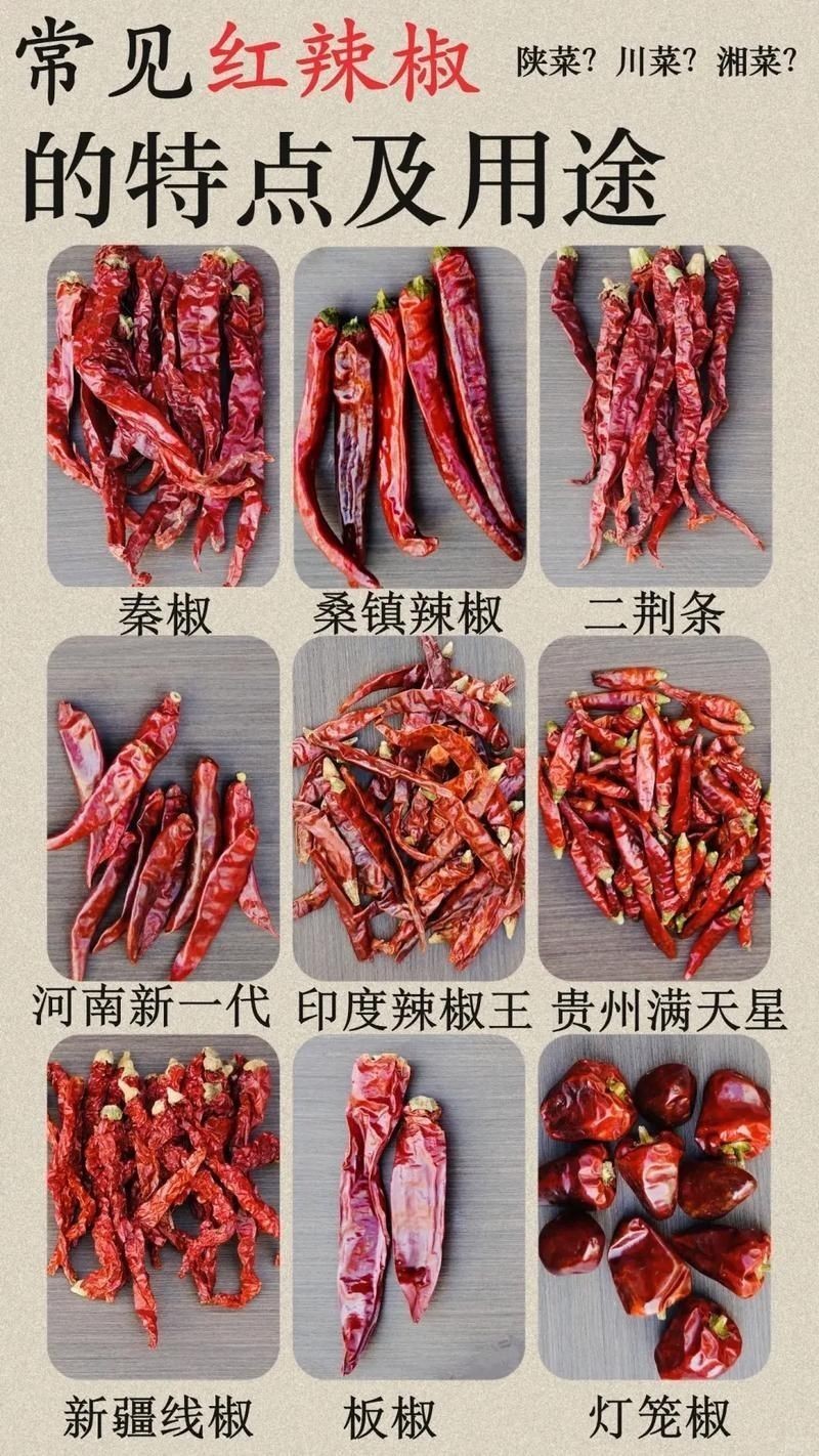 各種辣椒圖片