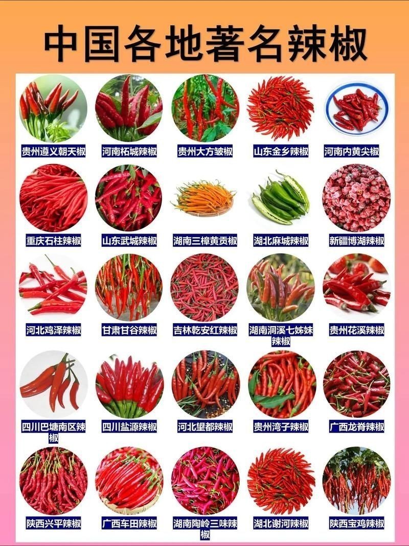 各種辣椒圖片