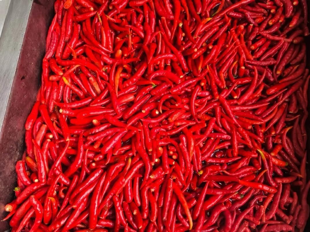 各種辣椒圖片