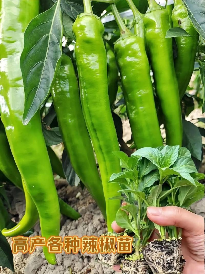 各種辣椒圖片